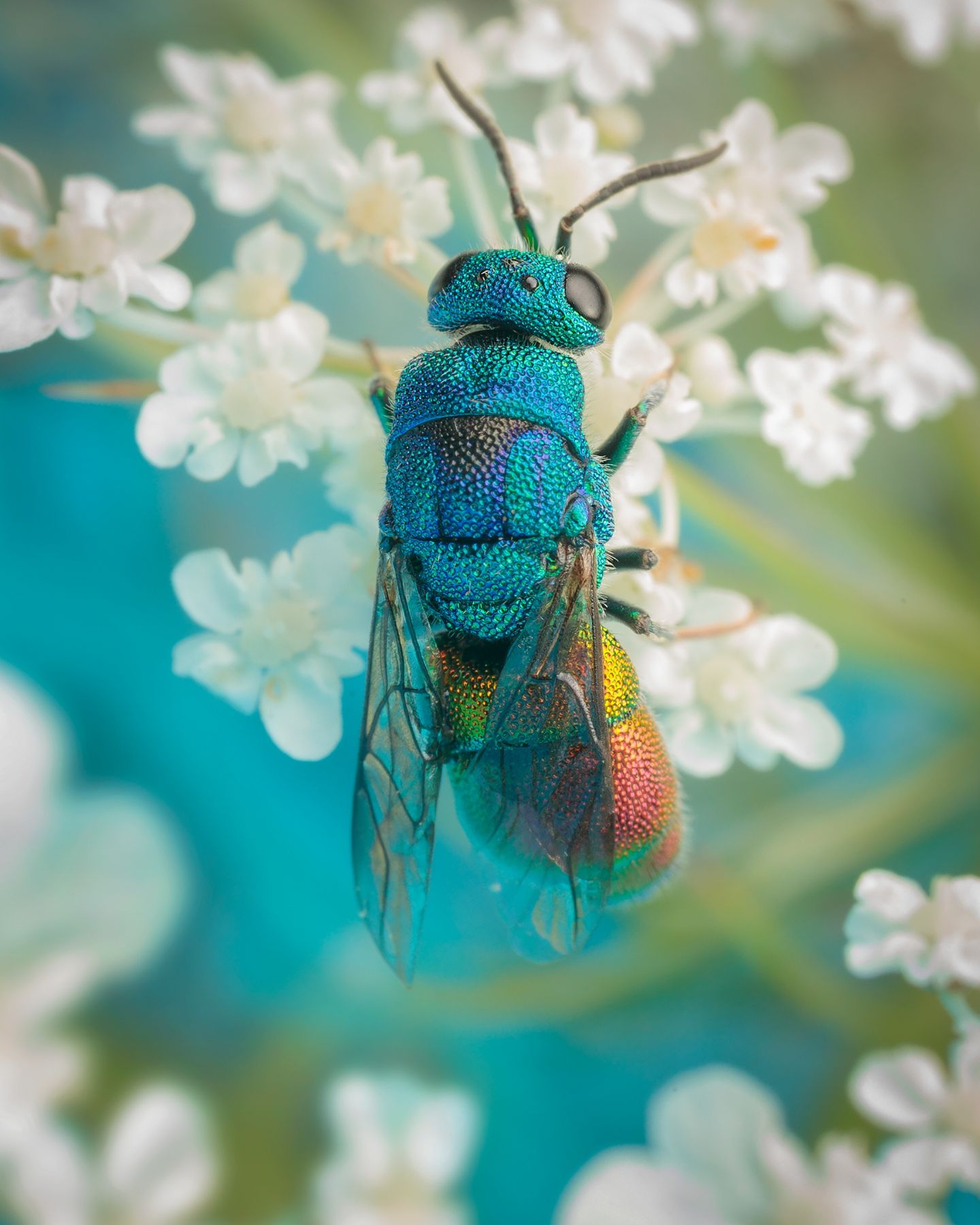 Chrysididae maschio da identificare