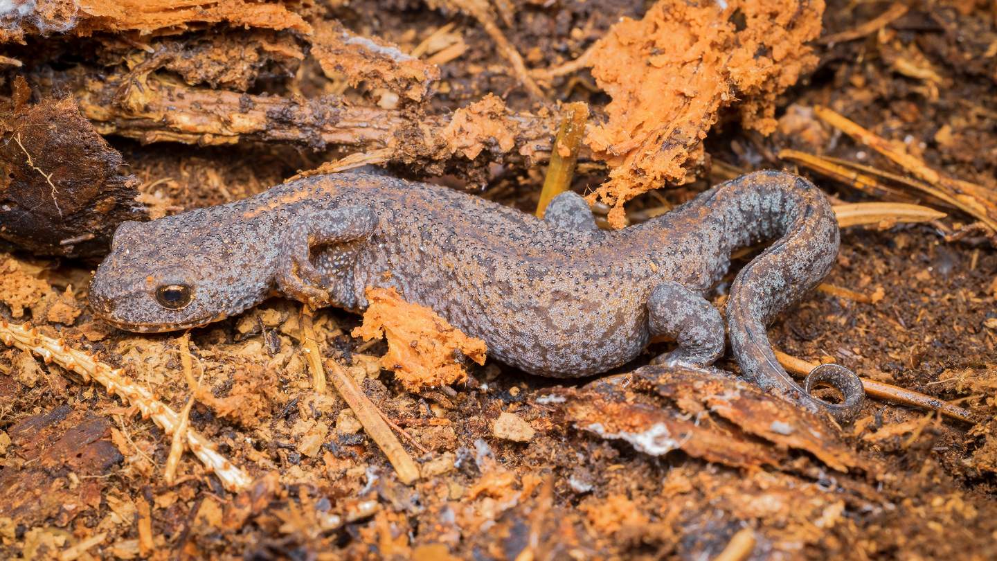 salamandre da id. - Ichthyosaura alpestris e Salamandra atra