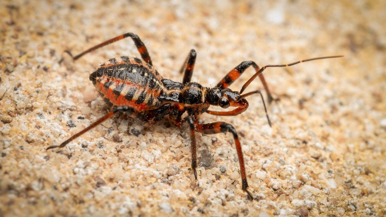  una ninfa di Rhynocoris iracundus