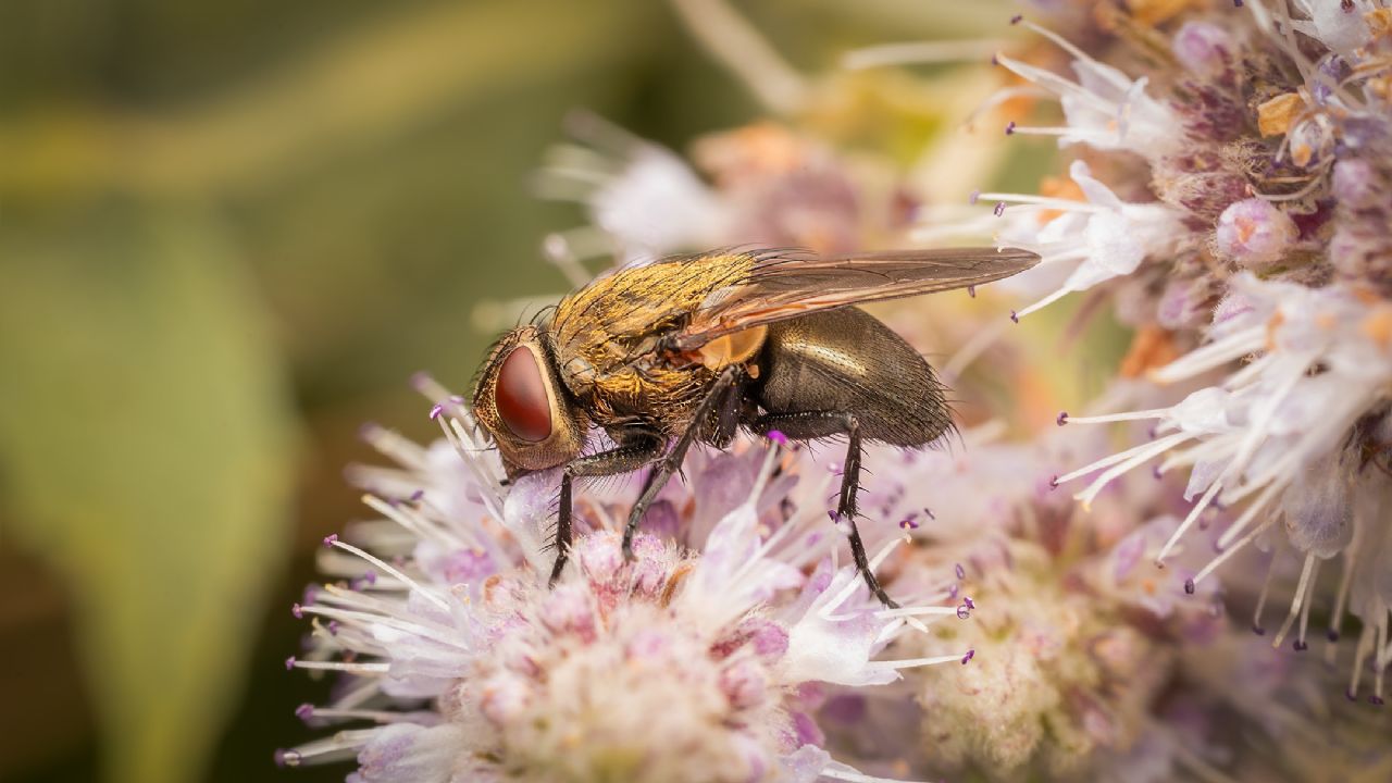 Pollenia rudis?