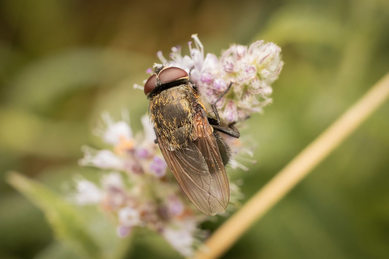 Pollenia rudis?