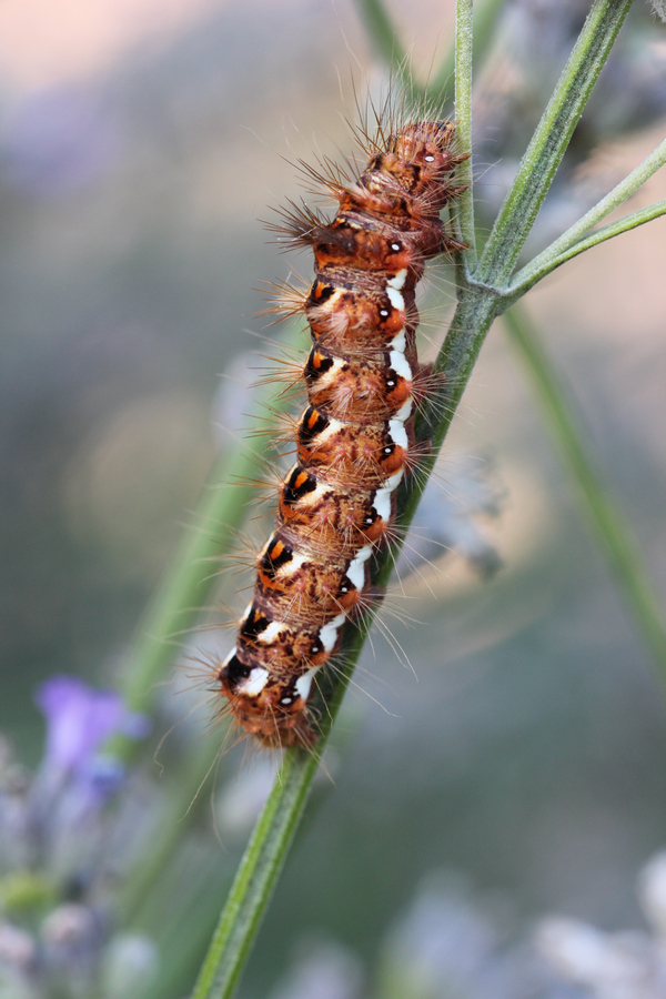 caterpillar - Acronicta (Viminia) rumicis