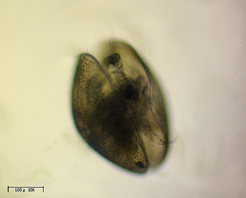 ostracoide