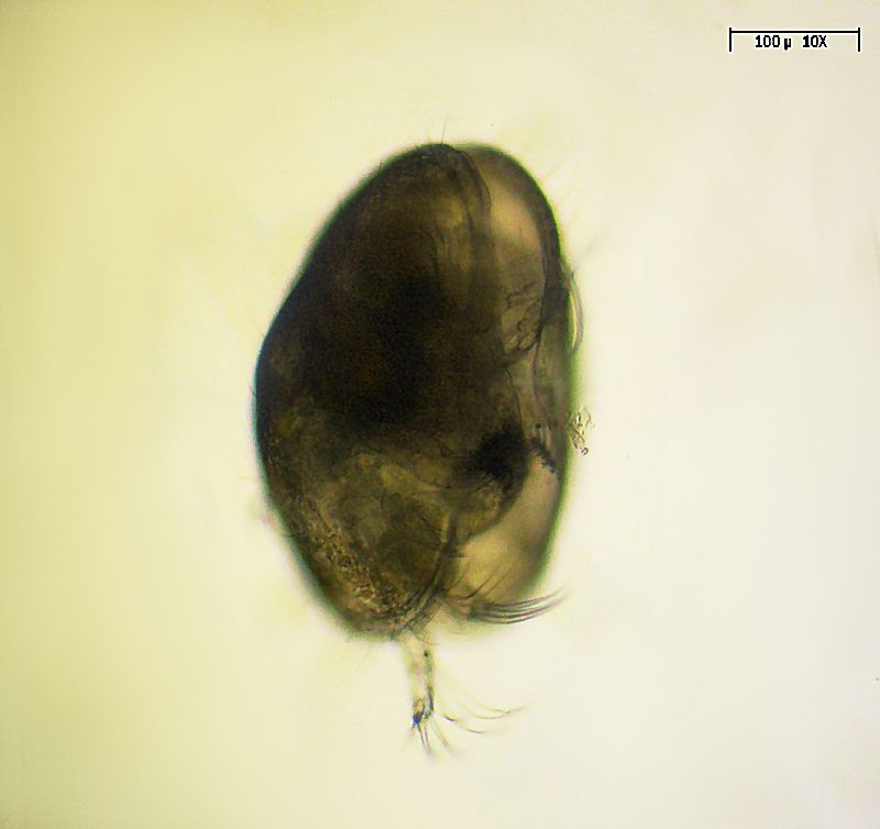 ostracoide