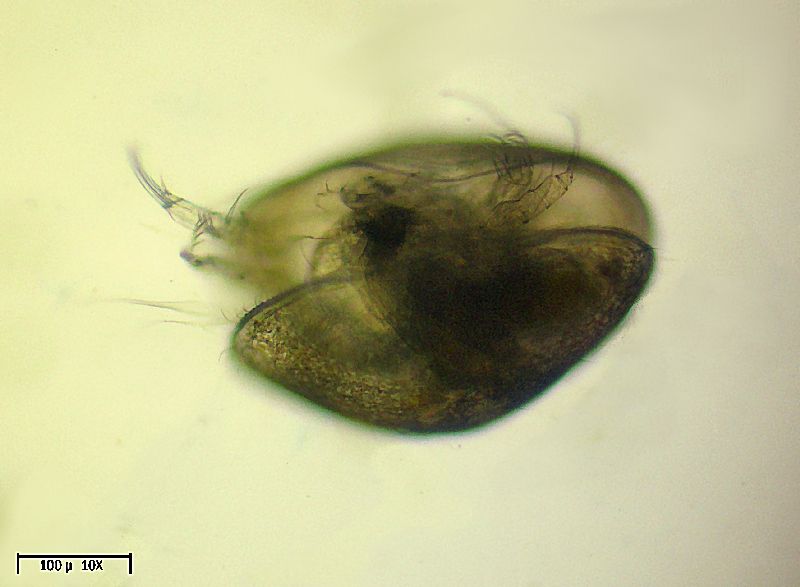 ostracoide