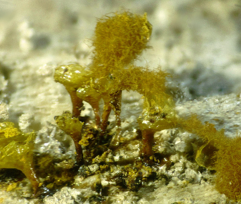 Hemitrichia e Metatrichia