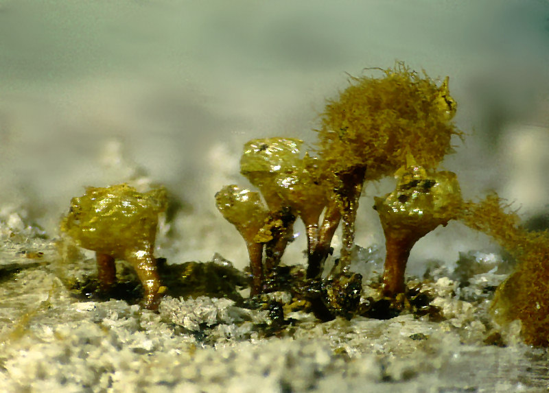 Hemitrichia e Metatrichia