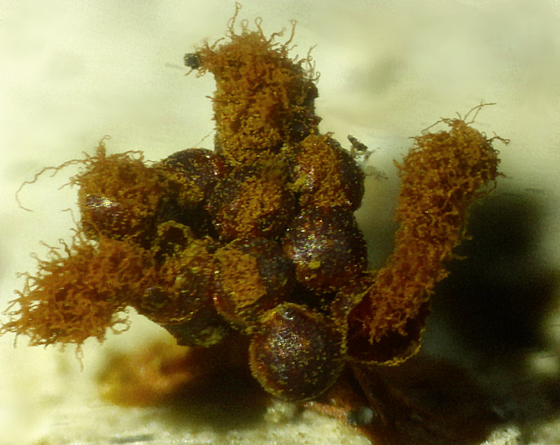 Hemitrichia e Metatrichia