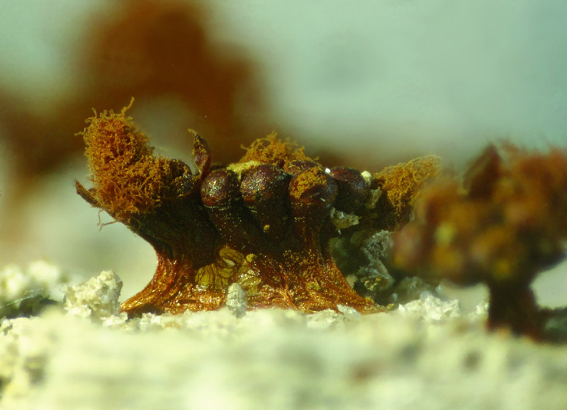 Hemitrichia e Metatrichia