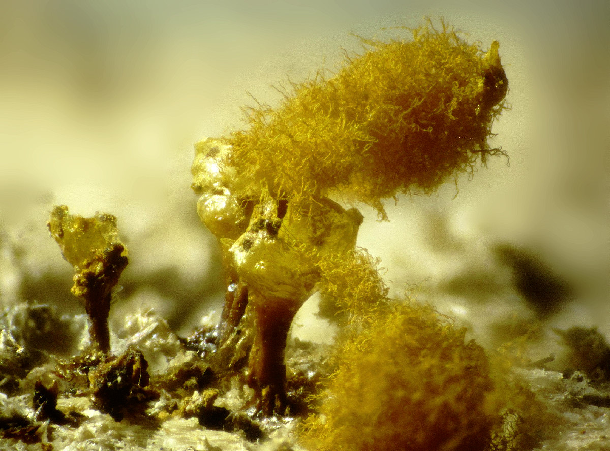 Hemitrichia e Metatrichia