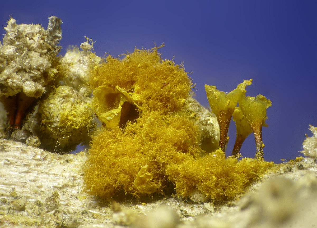 Hemitrichia e Metatrichia