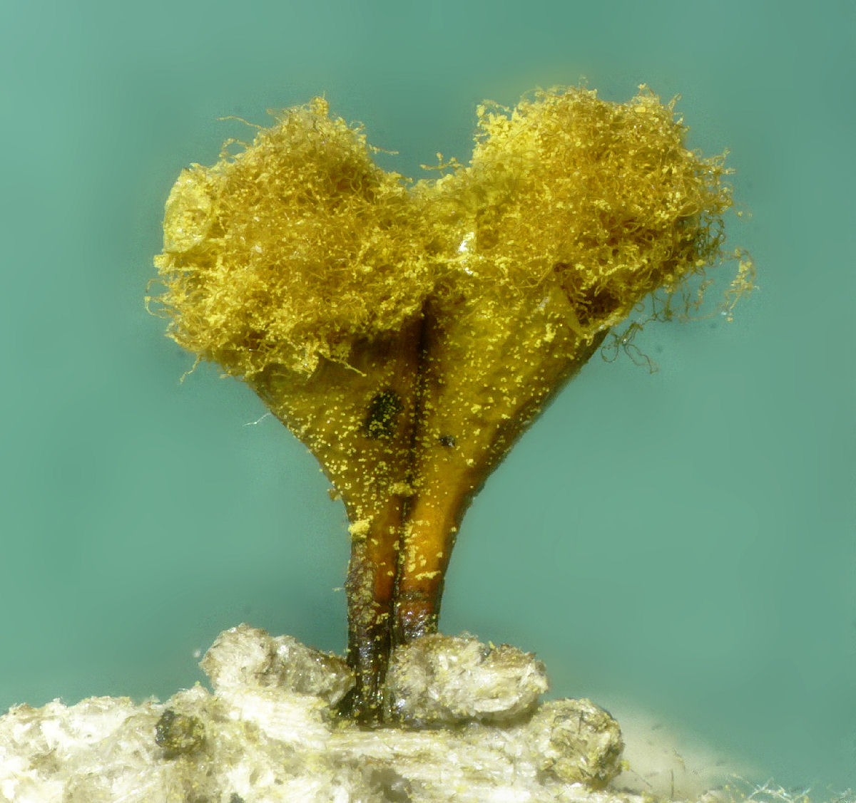 Hemitrichia e Metatrichia