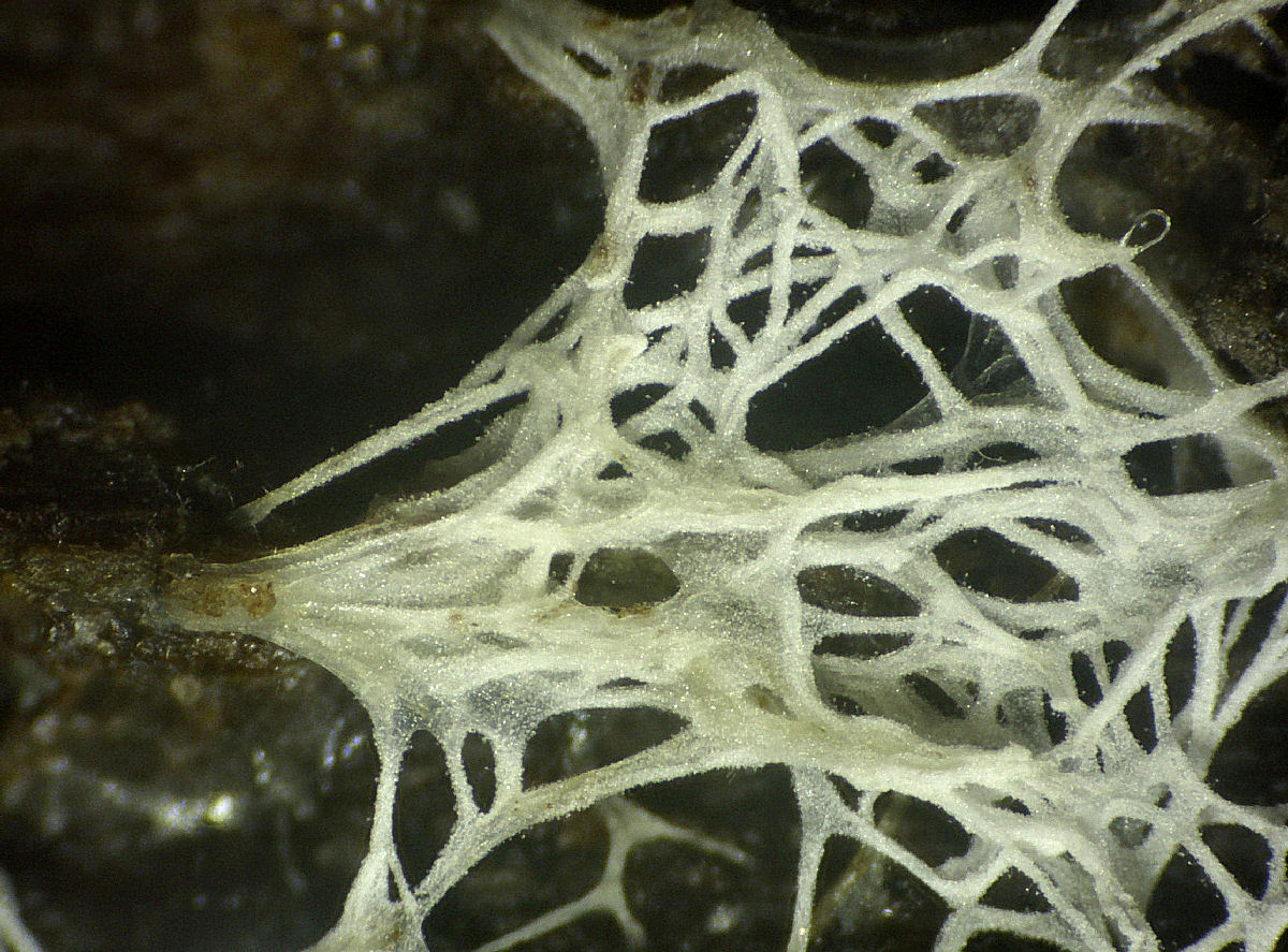 Ceratiomyxa fruticulosa