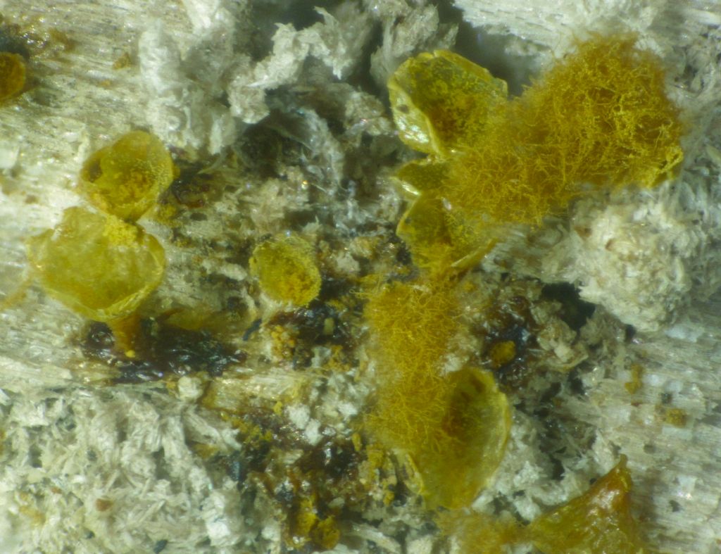 Hemitrichia e Metatrichia