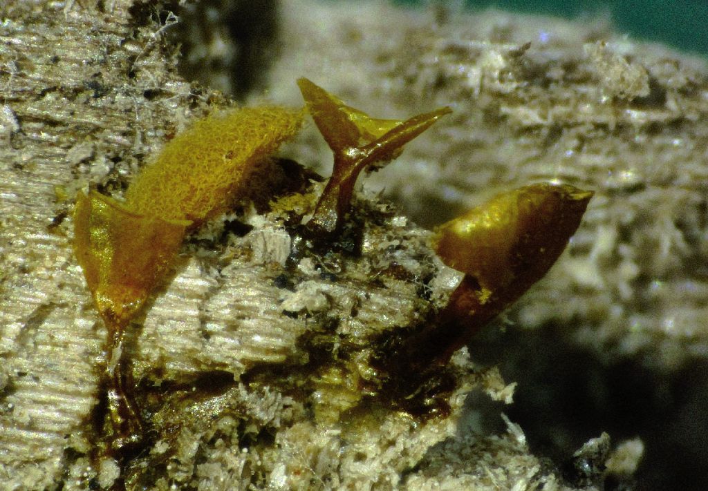 Hemitrichia e Metatrichia