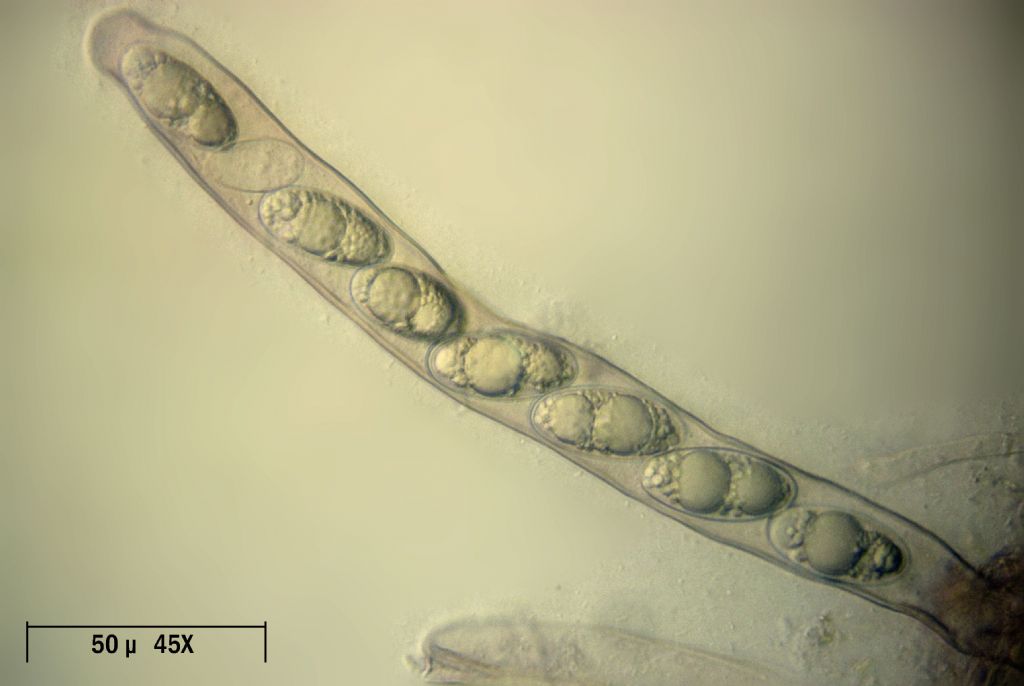 Geopora sumneriana - asco con spore