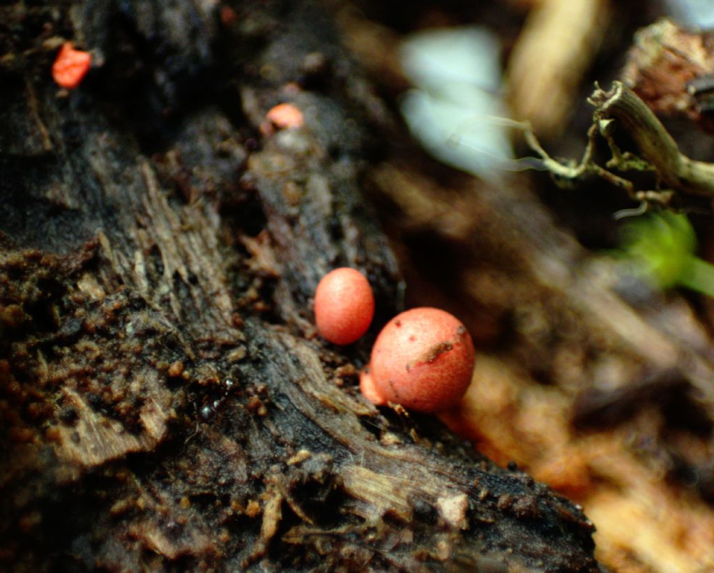 che mixomicete  ?  - Lycogala sp.