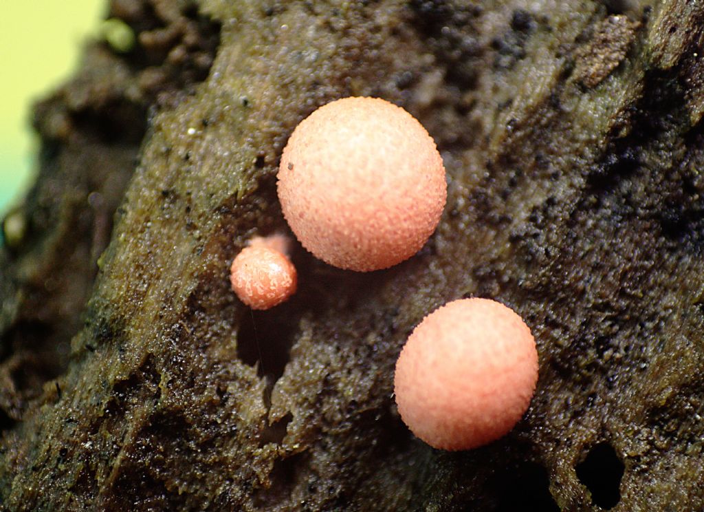 che mixomicete  ?  - Lycogala sp.