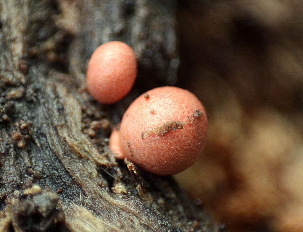 che mixomicete  ?  - Lycogala sp.