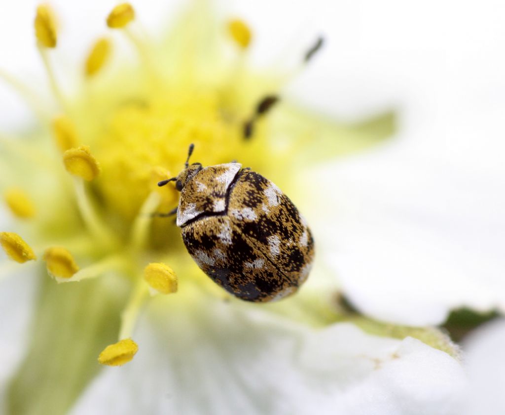 Anthrenus verbasci