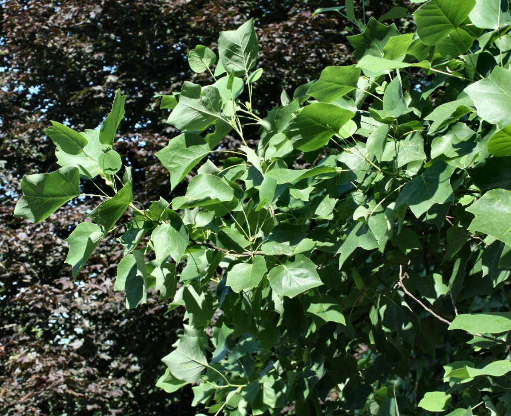 Liriodendron tulipifera