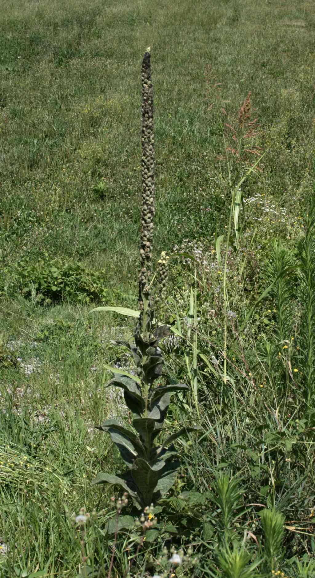 Verbascum thapsus / Tasso-barbasso