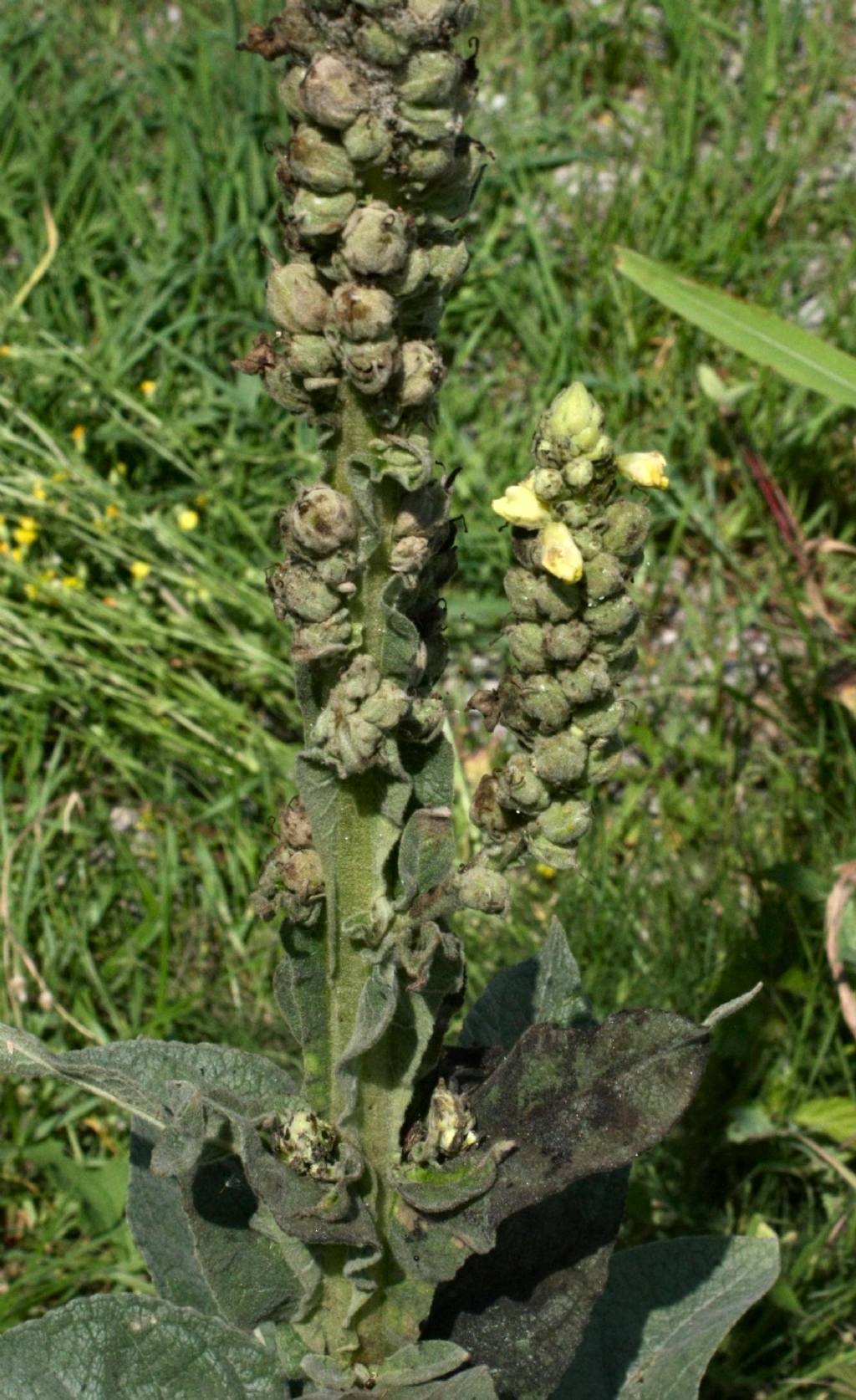 Verbascum thapsus / Tasso-barbasso