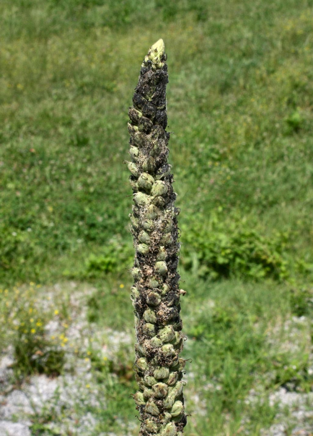 Verbascum thapsus / Tasso-barbasso