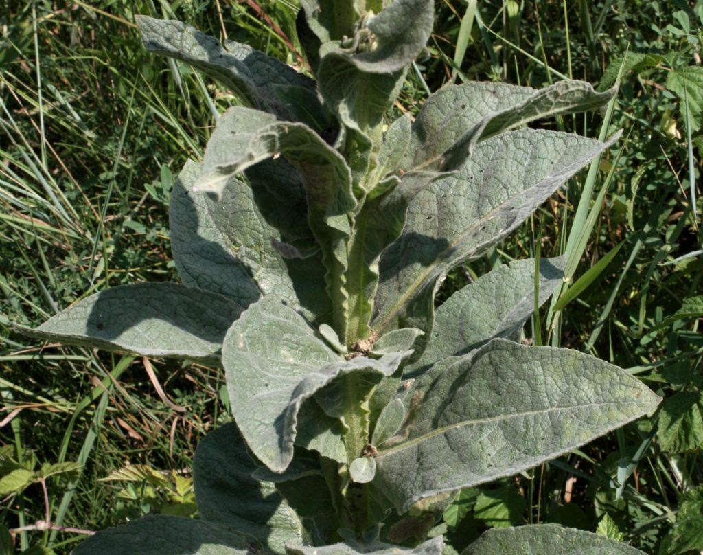 Verbascum thapsus / Tasso-barbasso