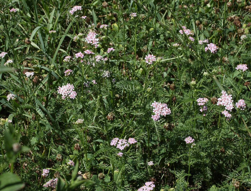 fiore rosa da identificare - Achillea sp.