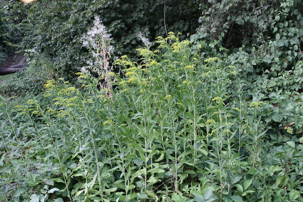 Solidago gigantea