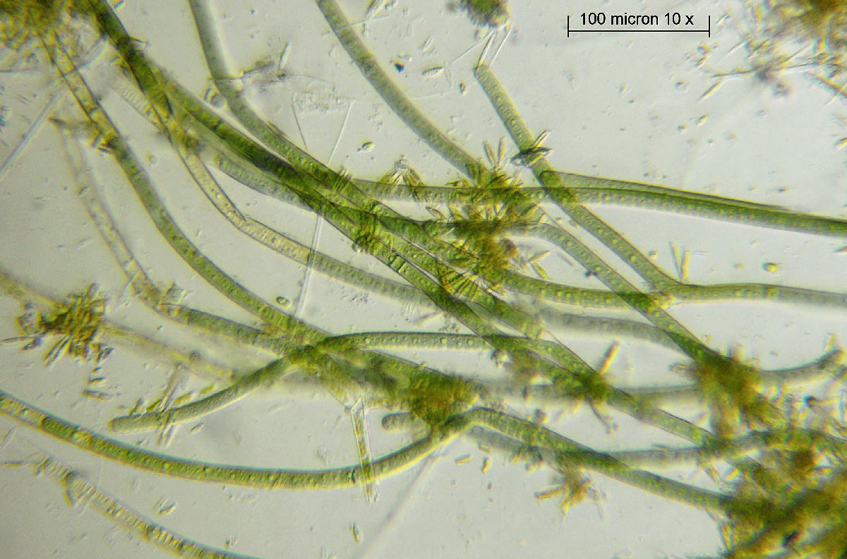 Tolypothrix sp.