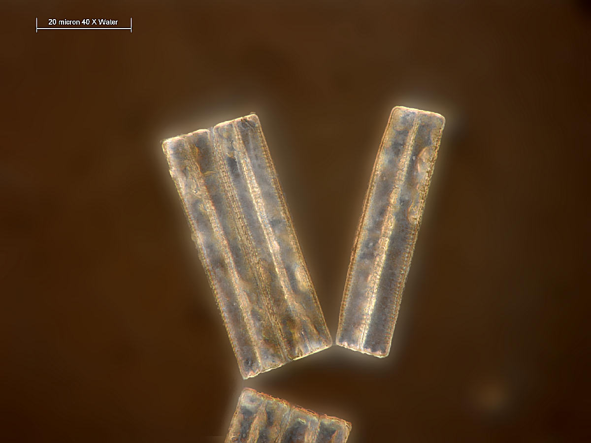 Fragilaria sp. - ancora con strana COL-WI