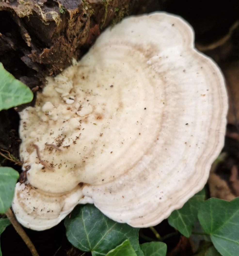 Polyporus ?