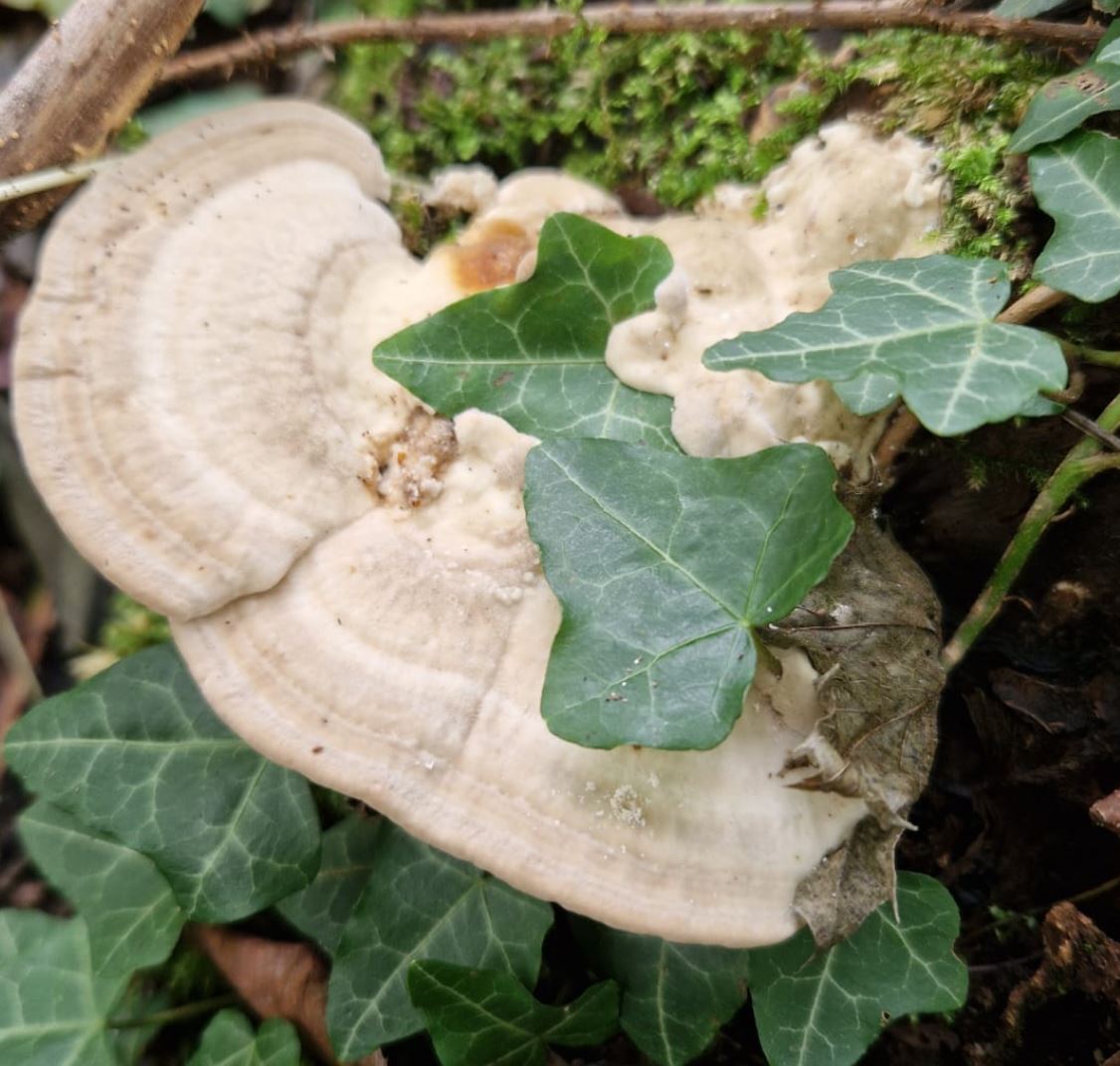 Polyporus ?