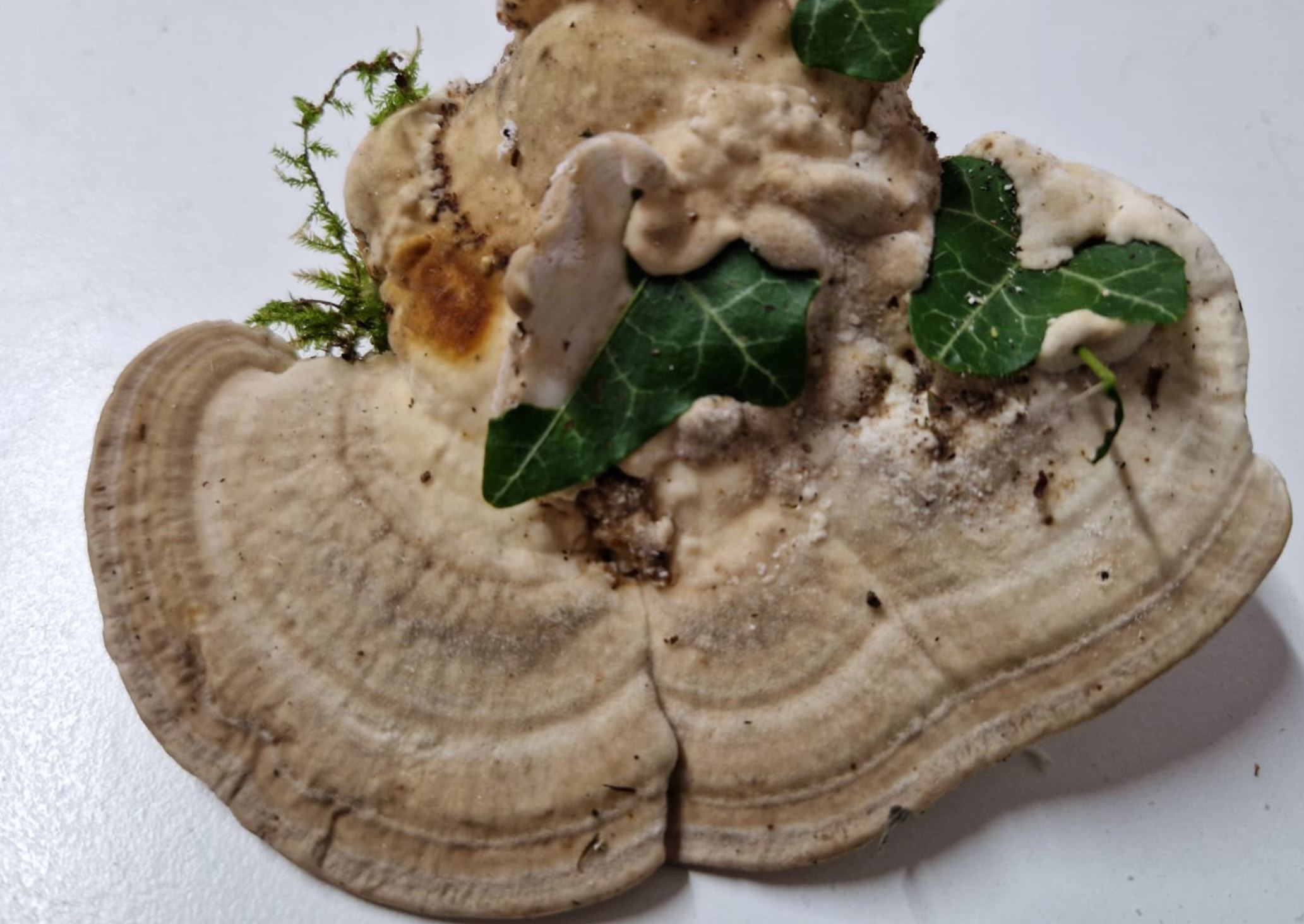 Polyporus ?