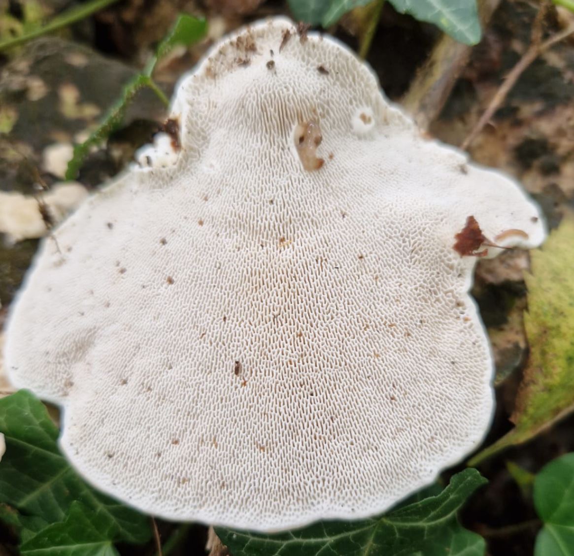 Polyporus ?