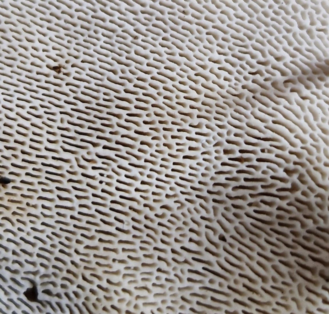 Polyporus ?