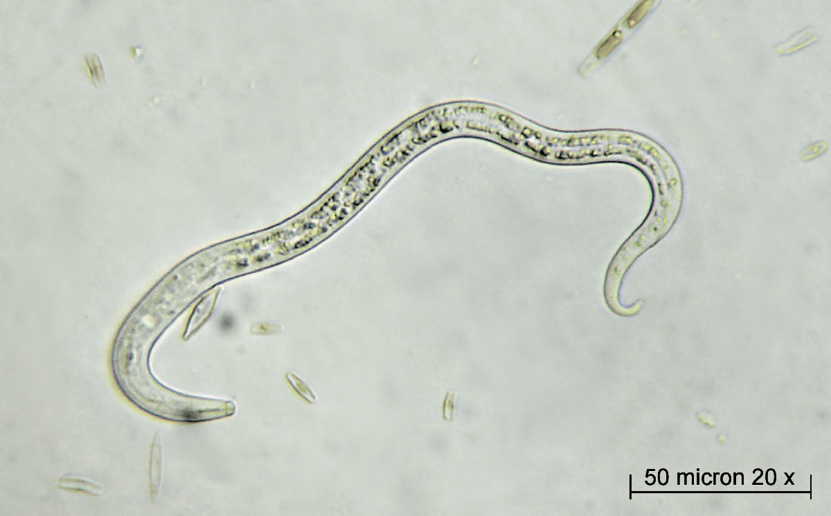 nematode