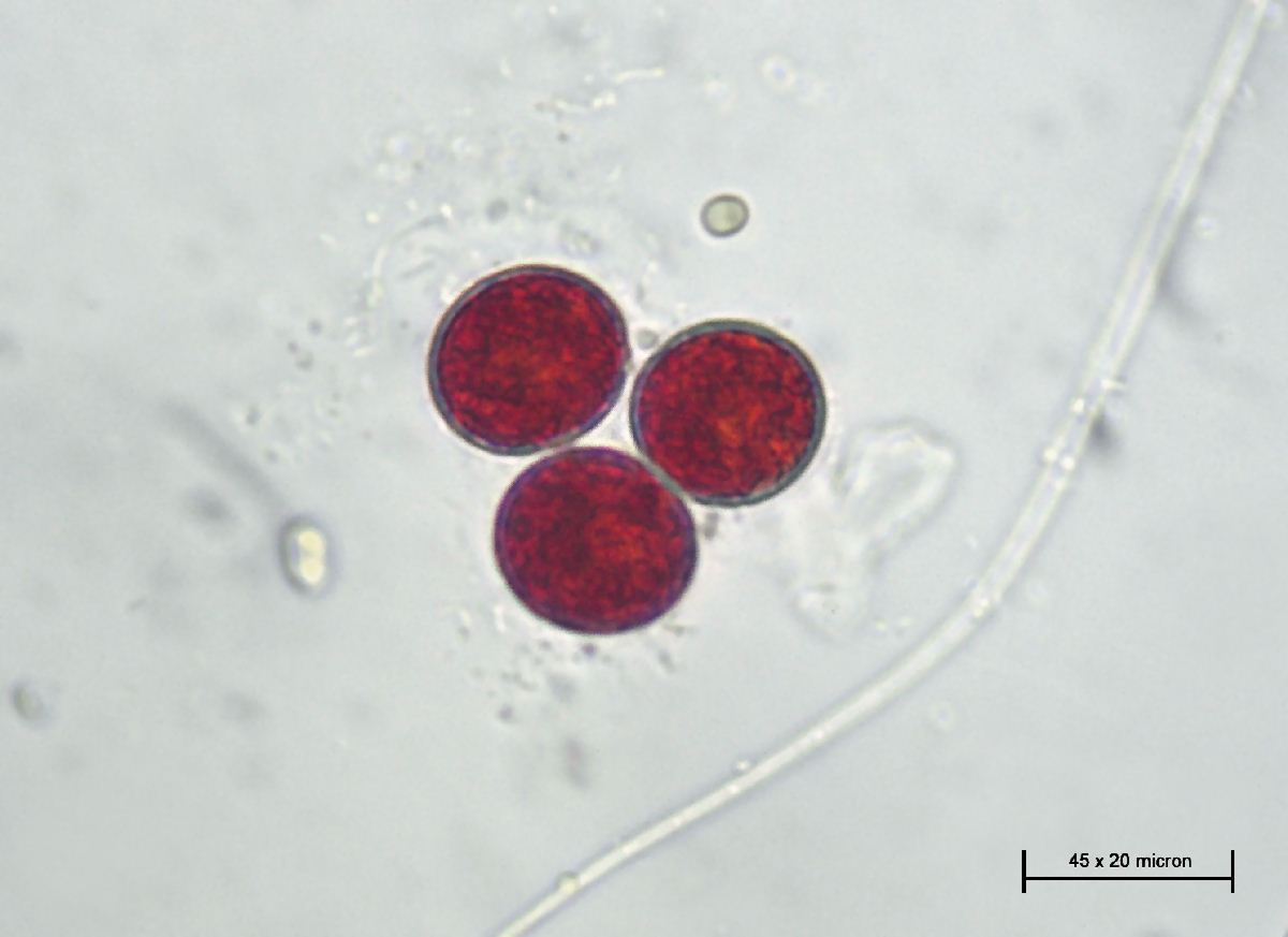 sono tornati - Haematococcus pluvialis