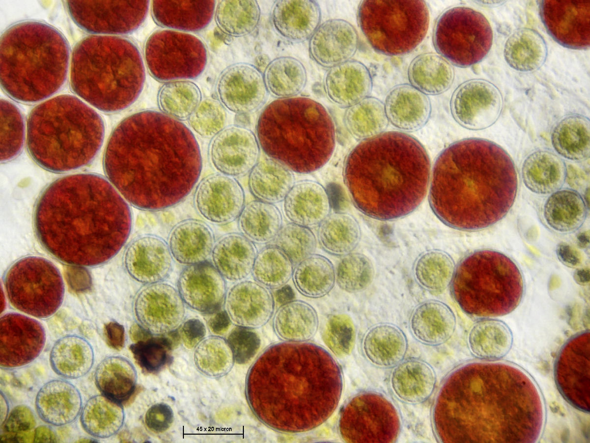 Haematococcus pluvialis 2