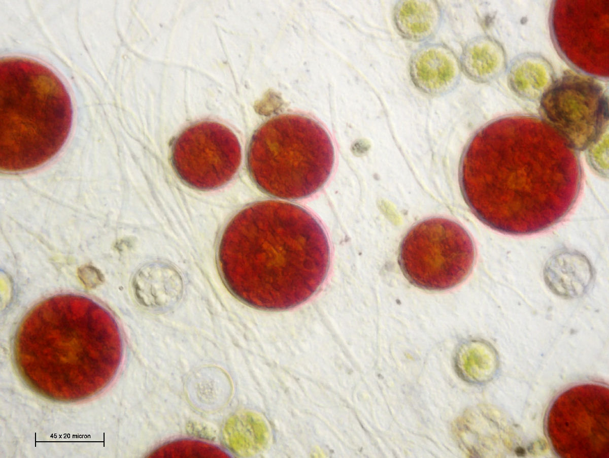 Haematococcus pluvialis 2