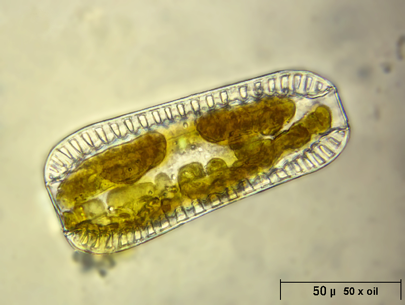 Surirella robusta