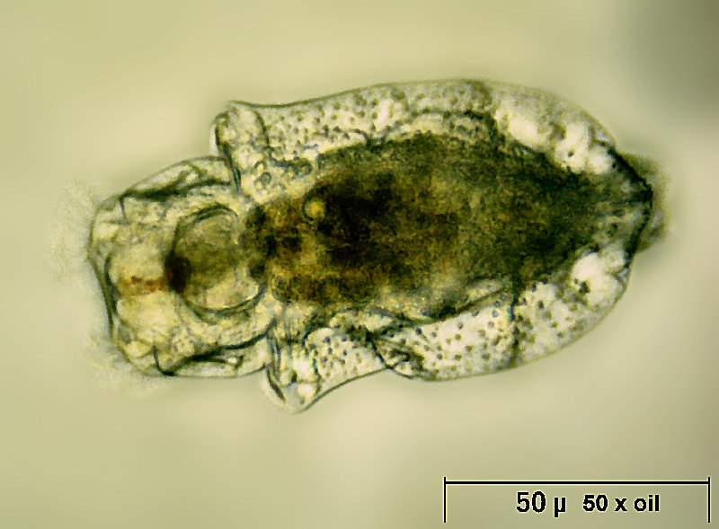 Trichotria sp.