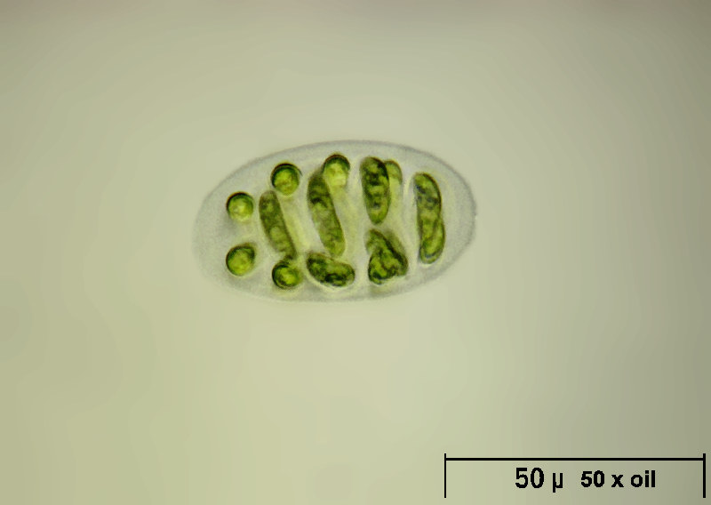 Nephrocytium sp.