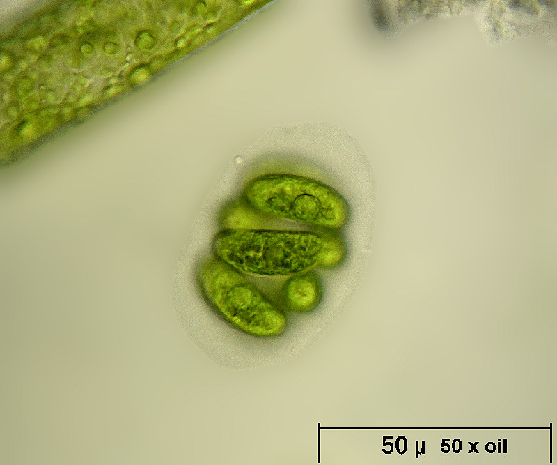 Nephrocytium sp.