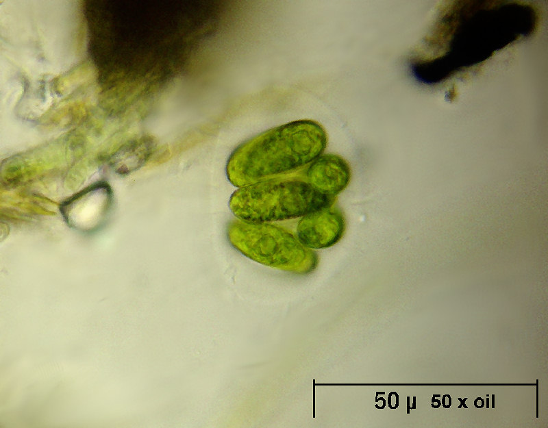 Nephrocytium sp.