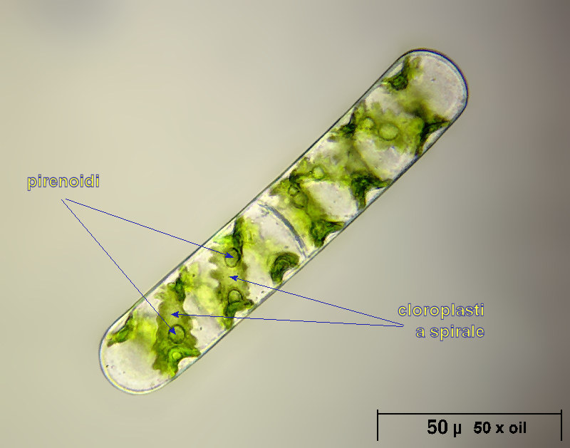 Spirogyra sp. - particolari cellulari