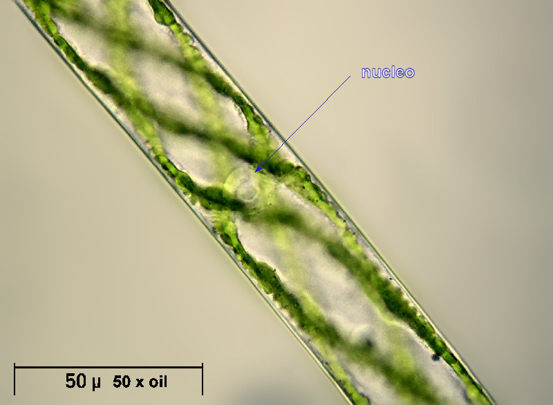 Spirogyra sp. - particolari cellulari