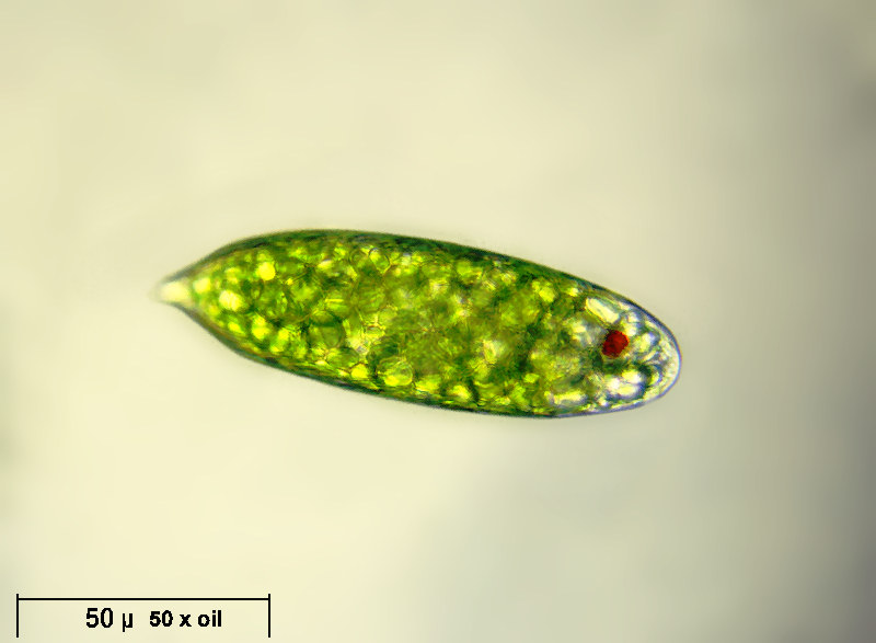 Euglena sp.  - E. velata